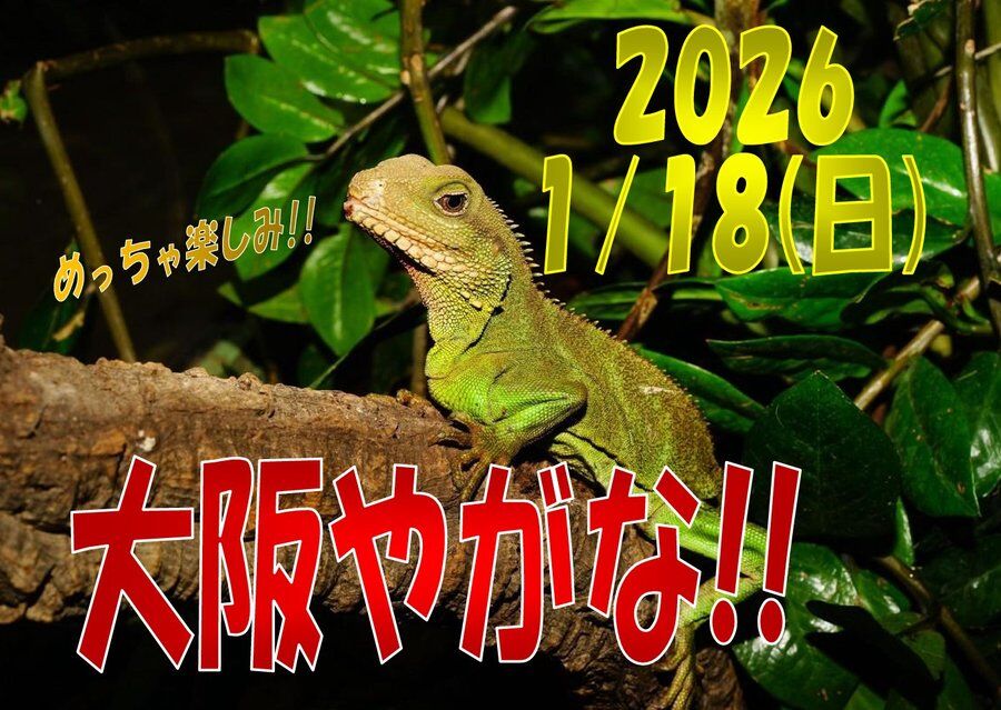 明日はジャングルハンター大阪☆彡