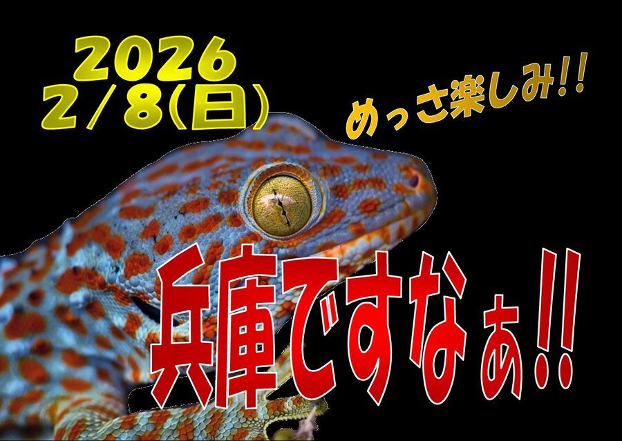 明日はジャングルハンター神戸☆彡