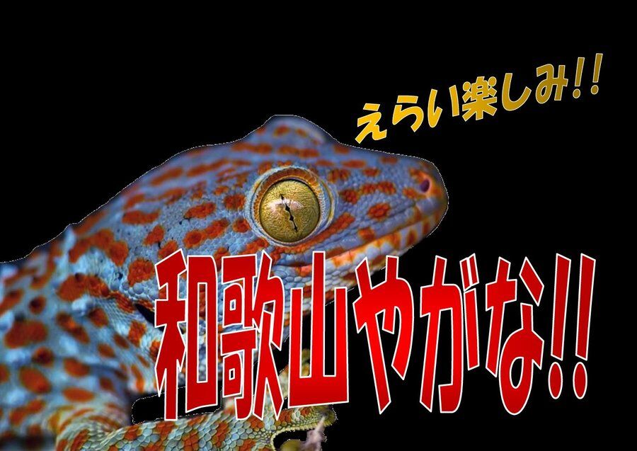 明日はジャングルハンター和歌山☆彡