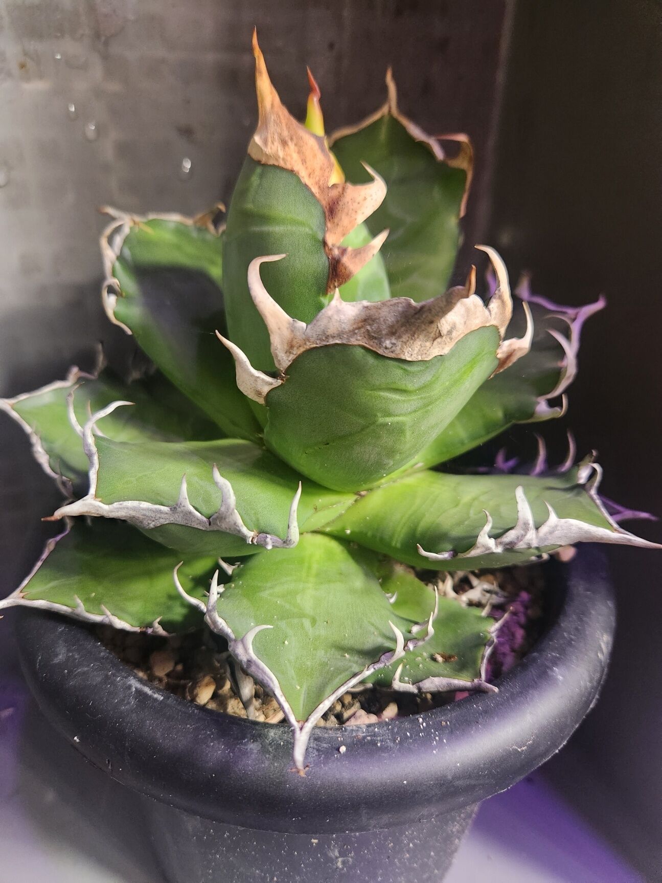 植物とオンリーワンの出会いをサポート