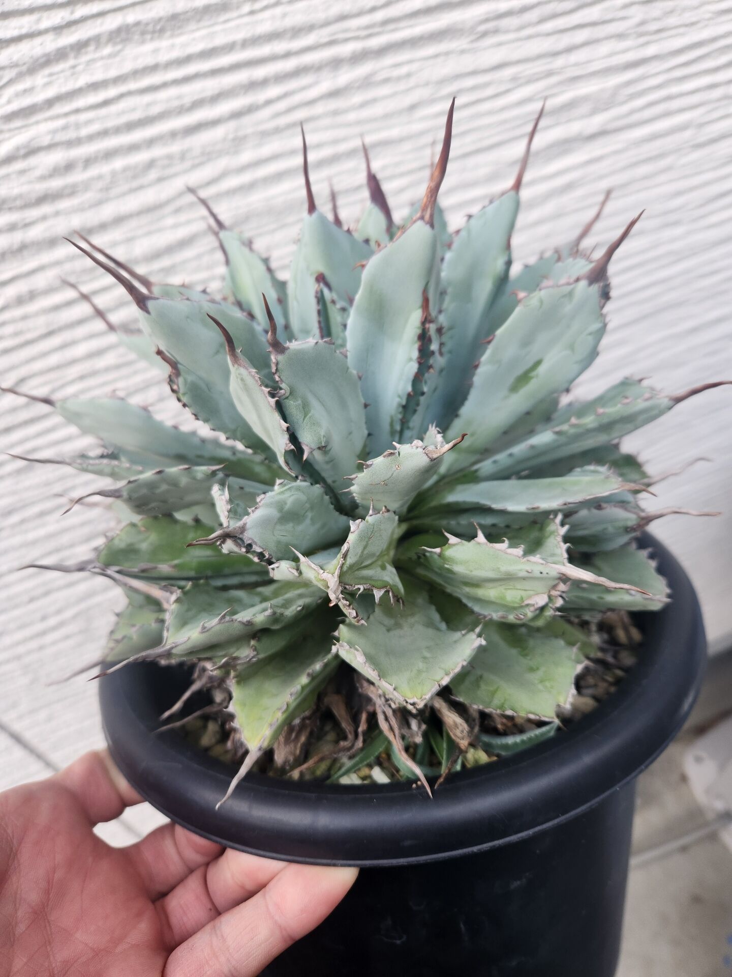 多肉植物