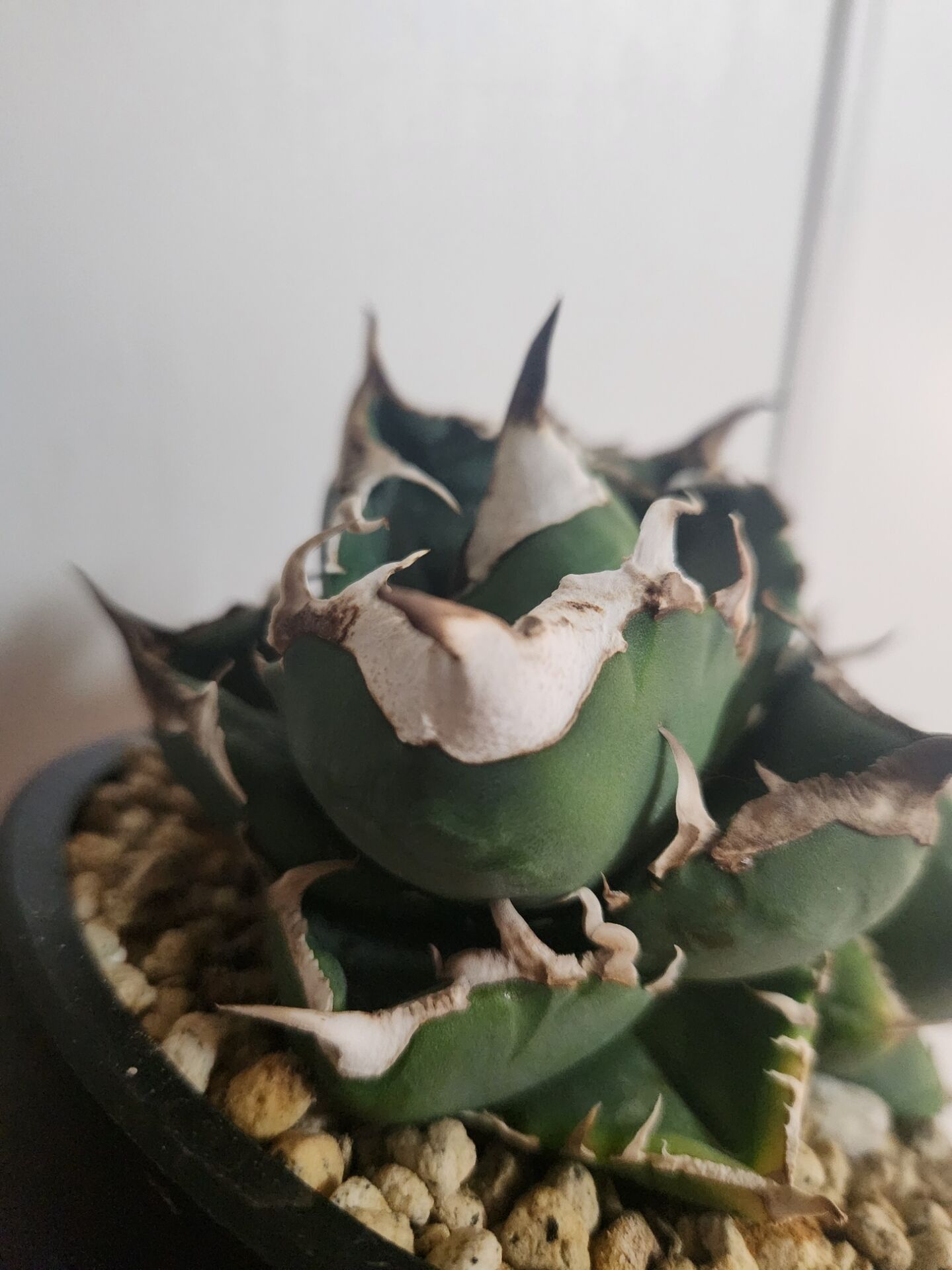 特徴