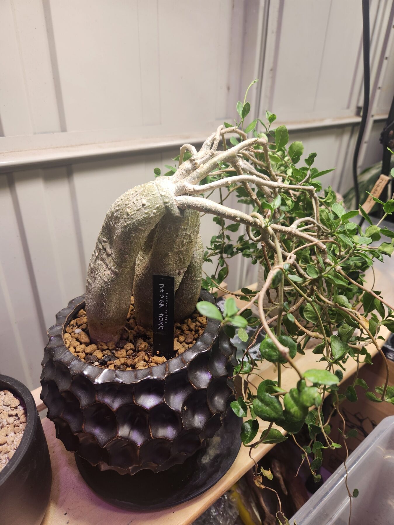 塊根植物